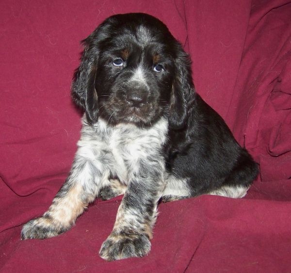 ~ Sold ~ Kathy ~
~ Blue Roan Girl with Tan Markings ~
~ Purple Collar ~