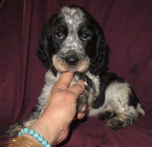 This little girl is Available.
Contact me for details.
Light Pink Collared Girl.