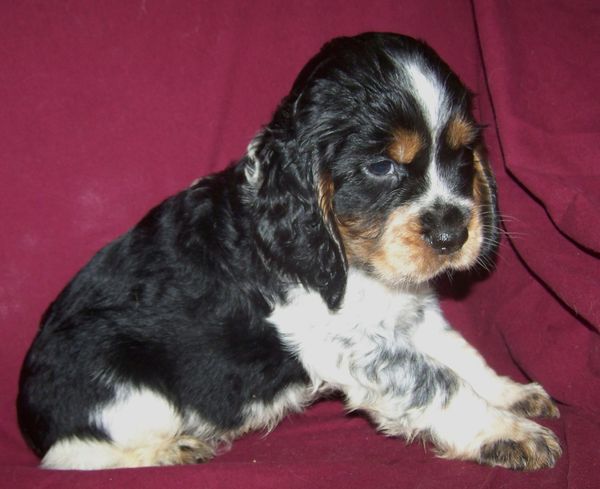 ~ Sold ~ Bev ~
~ Blue Roan Boy with Tan Markings ~
~ Orange Collar ~