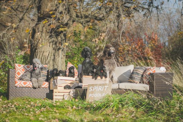 4 Generations of Spirit Poodles- aged 12.5 years to 6 weeks.
