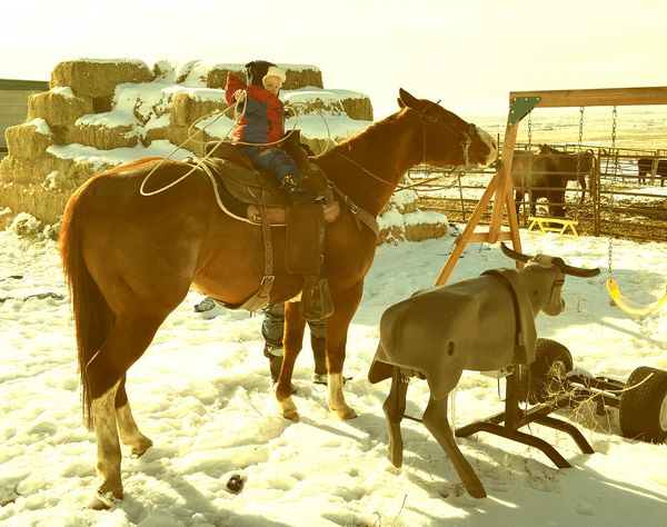 Team roper in training