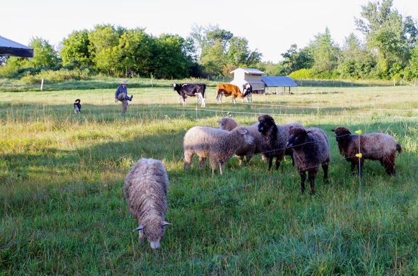 Kate perfects her technique of electric fence jumping. In the right foreground is untouched grass ready for the next day; in the middle, sheep in fresh grass; in the background, the cattle in coarse leftovers from the previous day; and at the top, the chickens with insects around their mobile chicken coop and yard.