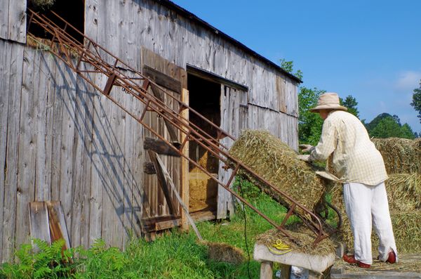 Kate loads one of 1700 bales into the barn.
