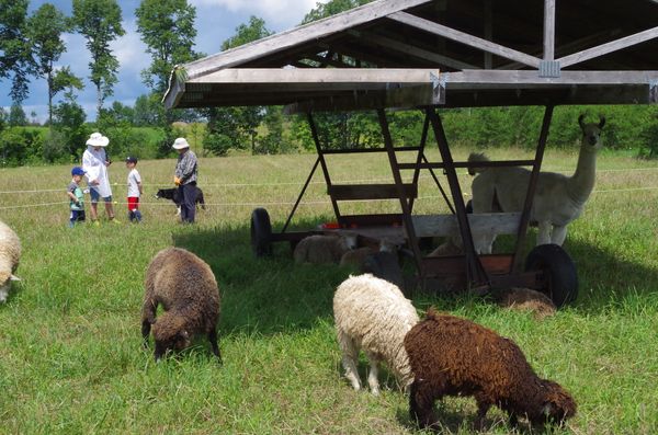 Sheep snooze under the mobile shelter while others eat in the August sunshine.
