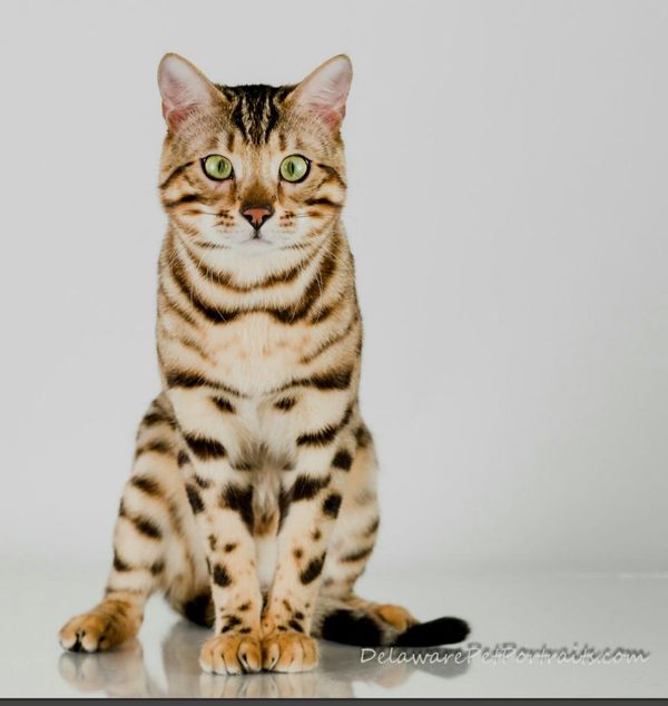QGC Tailspin Romeo of Giannisbengal