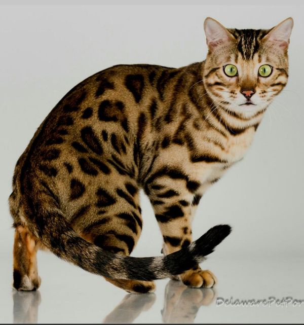 QGC Tailspin Romeo of Giannisbengal
Sire: Tailspin Sinbad
Dam: RW SGC Tailspin Glory
Thank you, Bobbie, for a handsome boy.