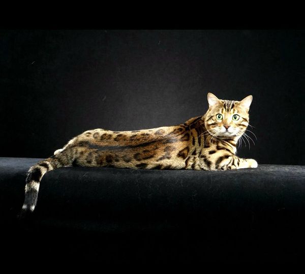 RW QGC Tailspin Romeo of Giannisbengal