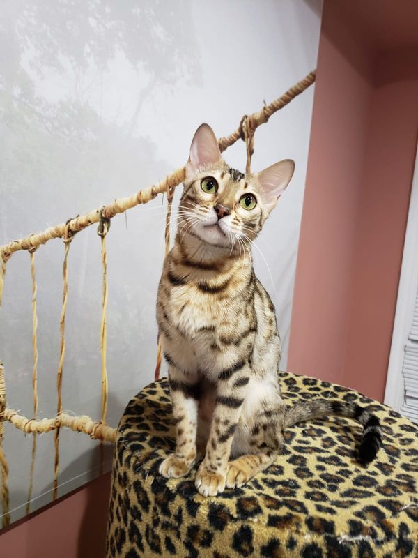 CH Giannisbengal Jane