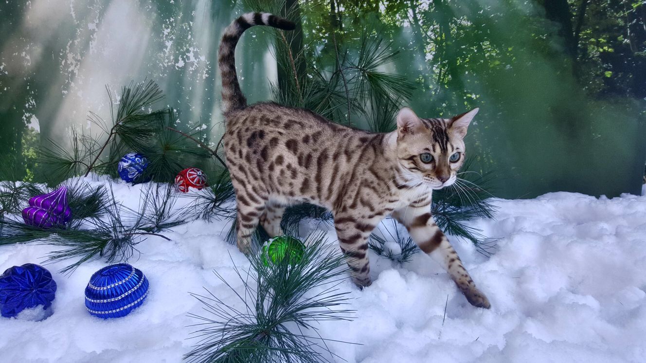 CH Anjou Hunter of Giannisbengal