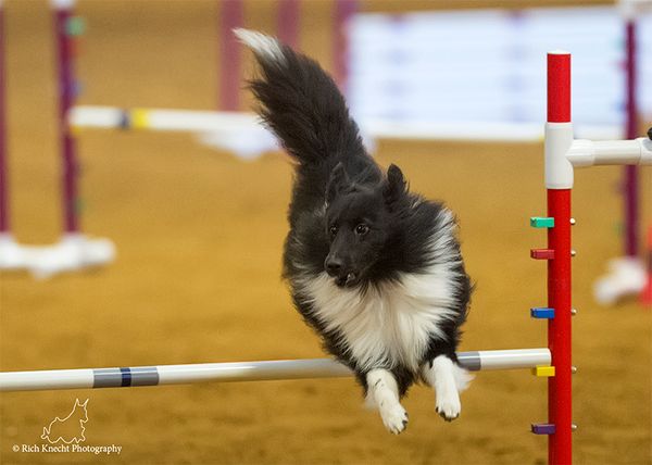 "Night", Holly Hill Fly Bi Night, MX, MXJ is loved and owned by Suzanne Kane. Night is also out of our first litter, Cami ex Storm. Night is super speedy and Suzanne has been doing a great job with him!