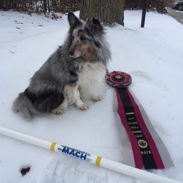 Congratulations to Cheryl Bare and MACh2 Winnie! Winnie earned her 2nd performance championship only 10 months after her first! Winnie is Storm/Cami