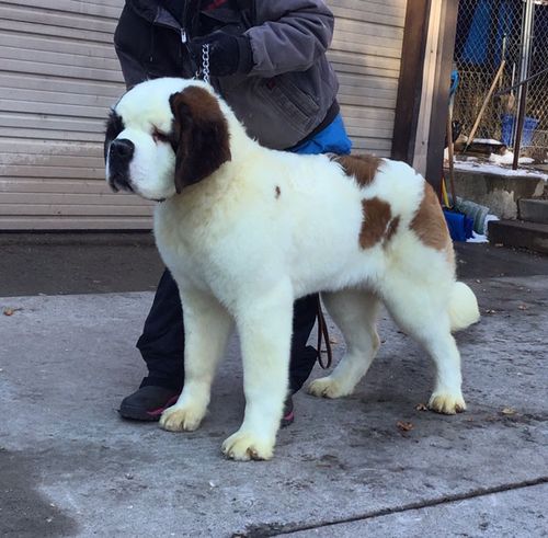 Buford 8 mos