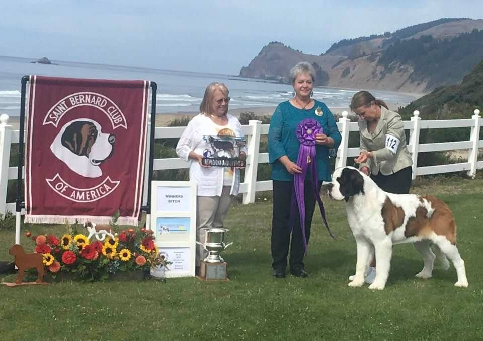 Solitude won WB and BW at the 2018 National Specialty at Lincoln City, Oregon under Judge Lynn Jech. 19 mos. She finished with three 5 pt majors.
