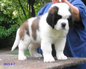Flair 8 wks