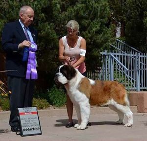 Player is shown above winning a 5 point major under Specialty Judge Jack Terrio
at a pre-show to the 2015 National Specialty.