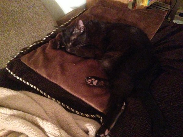 Sussy enjoying her new heating pad - well earned after her participation at Meet the Breeds. <3