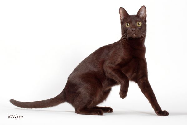 Obi photographed by Tetsu at the 2016 International Cat Show in Novi, MI.