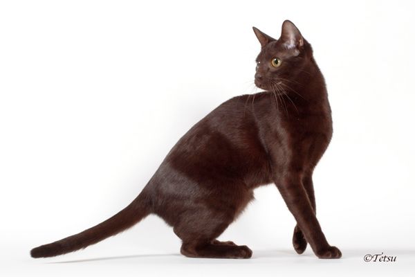 Obi photographed by Tetsu at the 2016 International Cat Show in Novi, MI.