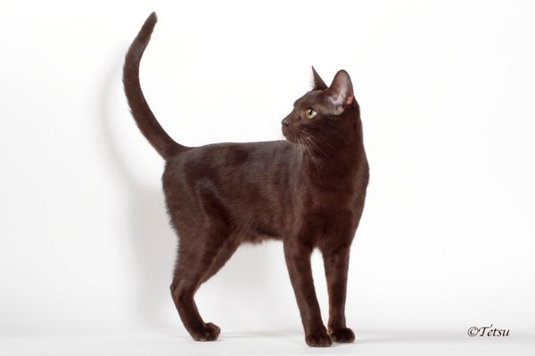 Obi photographed by Tetsu at the 2016 International Cat Show in Novi, MI.