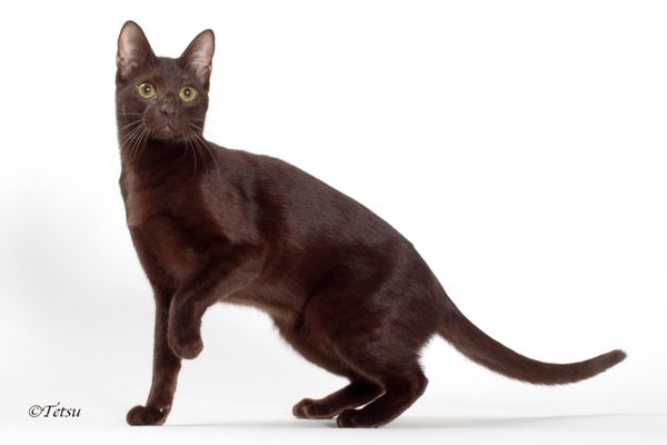 Obi photographed by Tetsu at the 2016 International Cat Show in Novi, MI.