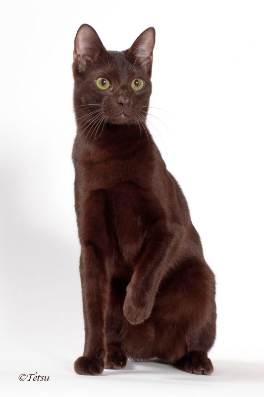 Obi photographed by Tetsu at the 2016 International Cat Show in Novi, MI.