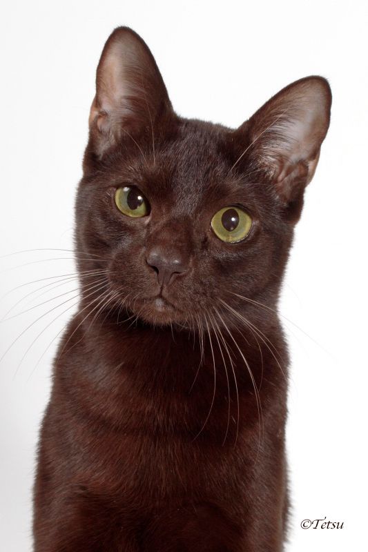 Obi photographed by Tetsu at the 2016 International Cat Show in Novi, MI.