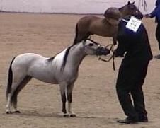 Shown by trainer par excellence, Casey Campbell, to multiple Halter Championships, Baritone attained the 2005 Top Ten Honor Roll in Senior Stallions 30-32".