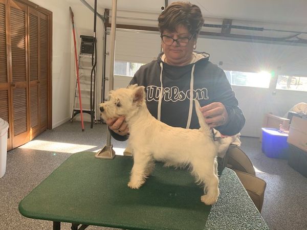 Look for Cane Creeks Stomery Weather (Ella) in the Ring in 2020.
Sire GCHG Lotrando Sunshire Celebration
Dam Kenlake's Thanksgiving at Cane Creek