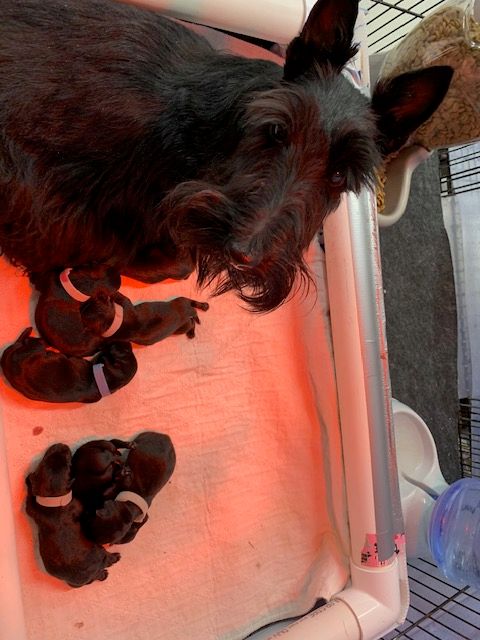 Adele and her one day old puppies