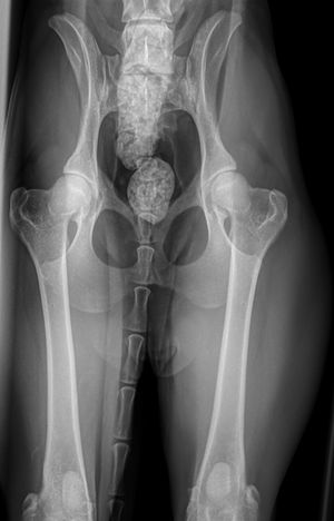 Tea's Hips (Done at 14 months)