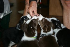 This litter produced: <br>
Dash, Kenai, Imagine, Kona, Eclipse, Ziva, & Reese