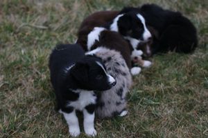 This litter produced:
Kuff, Enzo, Swing, Maze, Maizie, Kit, Kobe, & Kyte