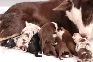 This litter produced: <br>
Hippie, Zip, Gnarly, Voltage, Hypnotiq, Kinky, London, & Jade