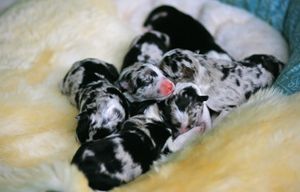 This litter produced: Tea, Max, Cinema, Riddle, Journey, & Tease.