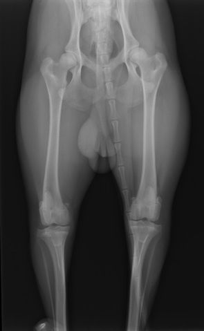 Krush's hip x-rays
(done at 11 months)