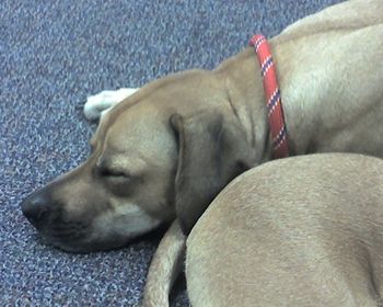 Sleeping during one of her many trips to my husband's work... We like to stop by and say hi to all the Navy applicants and recruiters