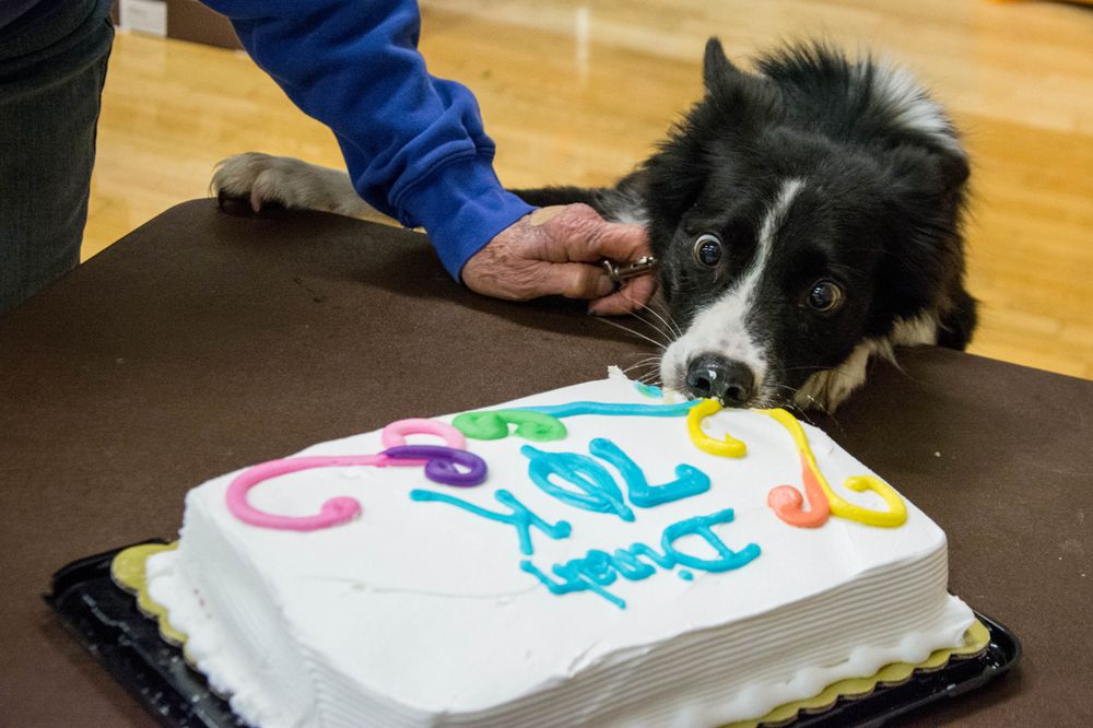 Dinah reached 70,000 points at NRR's Falling for Flyball tournament in November 2017! (She thought the cake was delicious too)