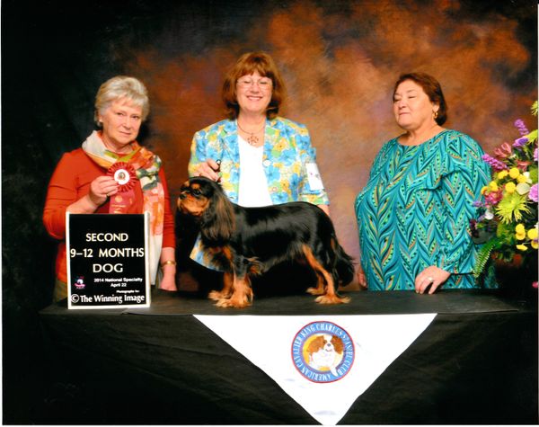 Luckycharm Yogi Bear
Debuted in his first dog show during the 2014 ACKCSC National Specialty. We are VERY proud of his placement of second in large class of 9-12 mth puppy dogs by esteemed Australian breeder/judge Jeanie Montford of Elvenhome Cavaliers.