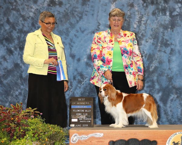 "Annie" winning 2nd Major, BOW and BOS at Yellowstone Kennel Club Show in Billings, MT, June 2019. Luckycharm Anastasia=CH Nordictouch Sky is the Limit x Luckycharm Madame Ex