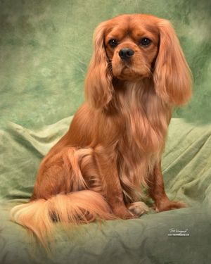 PENSRICK BEARLY JUSTIFIED@LUCKYCHARM CGC CGCA CGCU