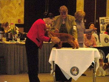 Judge: Ms. Sandra Goose Allen We didn't place in our Class-Bred By Exhibitor...very tough competition...the 1st Place finisher in this class went on to be selected as WD and BOW.