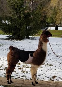 Thank your Karen and Gary Parcyk for purchasing this amazing female.