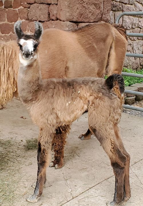 BHLF Sarafina 6/8/21 Sire: Mufasa This girl has fiber to die for and is so sweet. She is going to be a tall girl too.