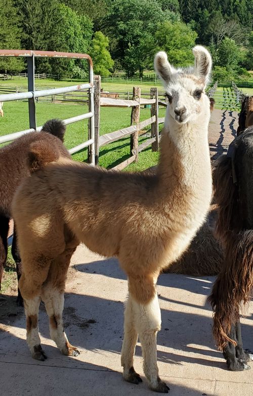 BHLF Esther 5/8/21 Sire: Eskalero This girl is going to be gorgeous just like her full sister, BHLF Epitome. Can't wait to show her. She will make an amazing foundation female for someone.