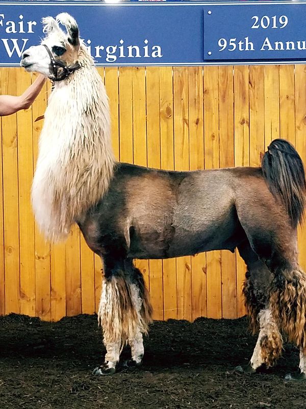 Harvard 9/23/15Sapaveco's Chill Factor x HHNA Harper This is our Junior Herdsire who shows all kinds of potential. He has done well in both halter and fleece classes and he has the temperament to do obstacles and PR work. I just love this guy and am happy to add him to my breeding program.