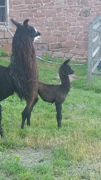 A big Thanks to Westerham Llamas for purchasing this stunning dam and cria. The cria is the first GNLC Full Turn offspring.