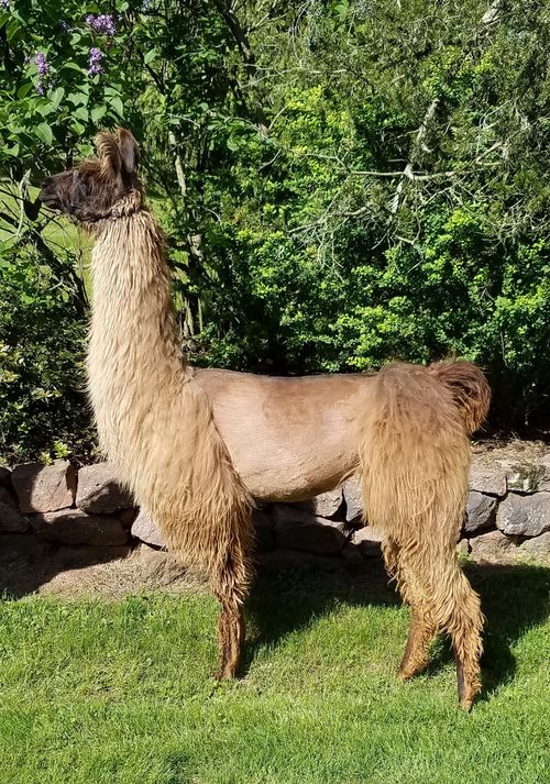 BHLF Emily bred to Mufasa due Oct. 20, 2022