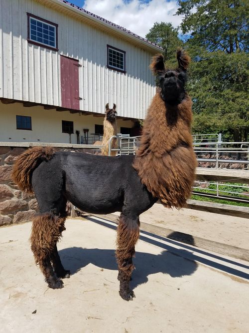 BHLF Snap Chat bred to RE Zepher due Oct. 8, 2022