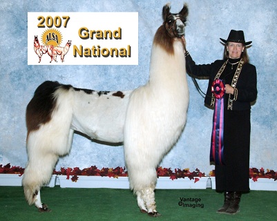Eskalero 7/7/05 Lucchese x Eskadra One look at this boy and the E-line screams at you. Eskalero epitomizes the stretch and size this great bloodline has contributed to the industry. BHLF was proud to add Eskadra's last offspring to our breeding program. So if you need to move your breeding program up a few notches, this is the male to do it. Presently, we are offering no more outside breedings to Eskalero but will be willing to sell some of his amazing offspring which are beginning to get sparse as he gets older.