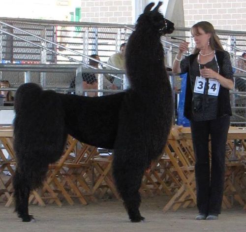 WOL Paradise bred to Eskalero due April 18, 2021